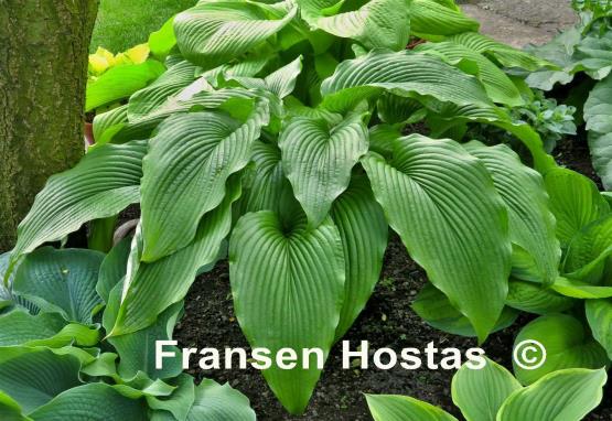 Hosta Jade Cascade - Fransen Hostas